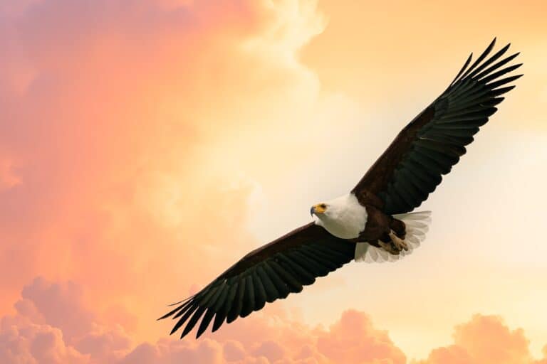Fish Eagle